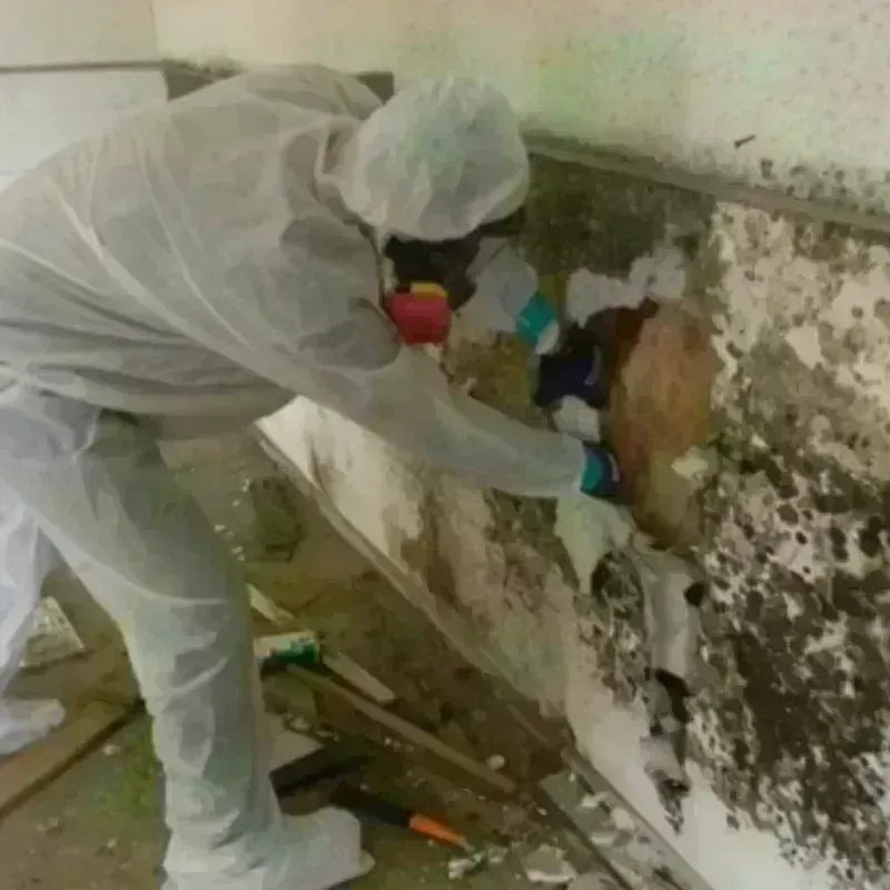 Mold Remediation and Removal in Upshur County, TX